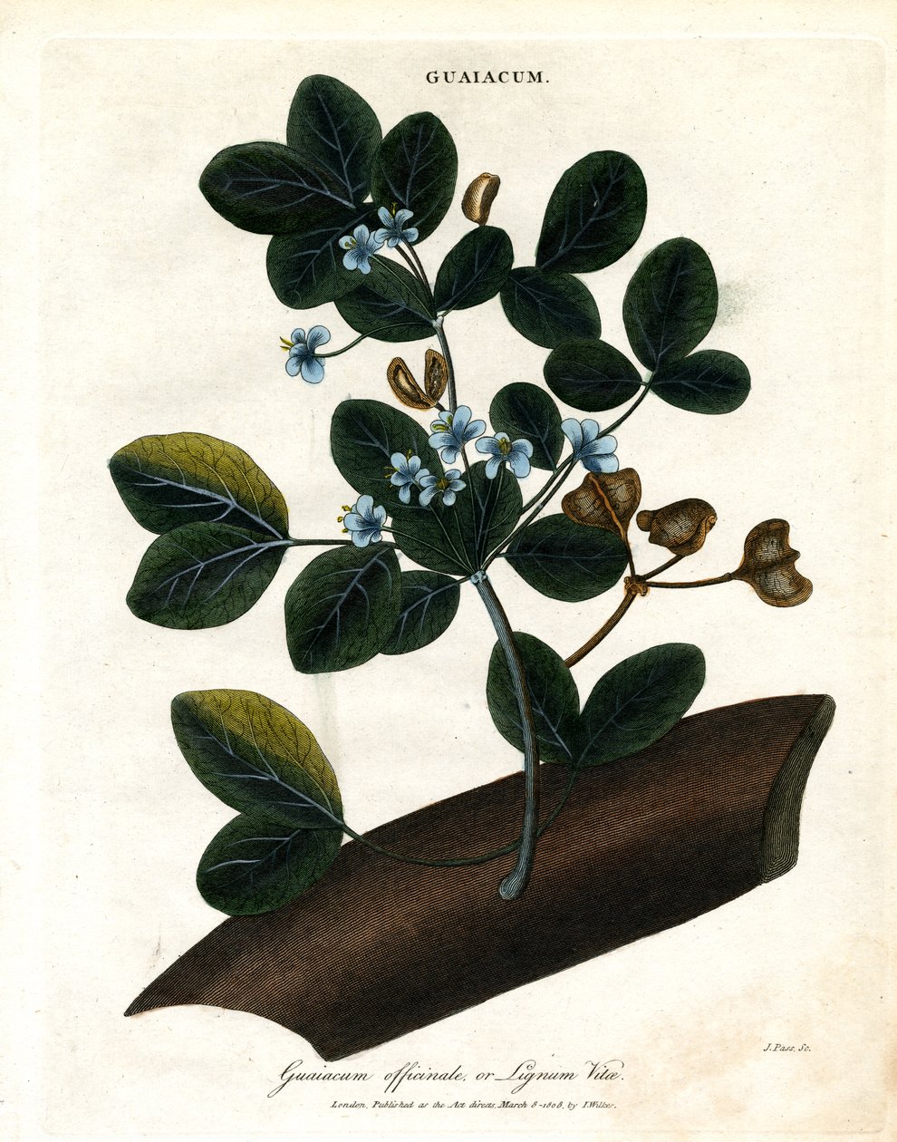 Guaiacum officinale - Lignum Vitae alkotó: John Pass