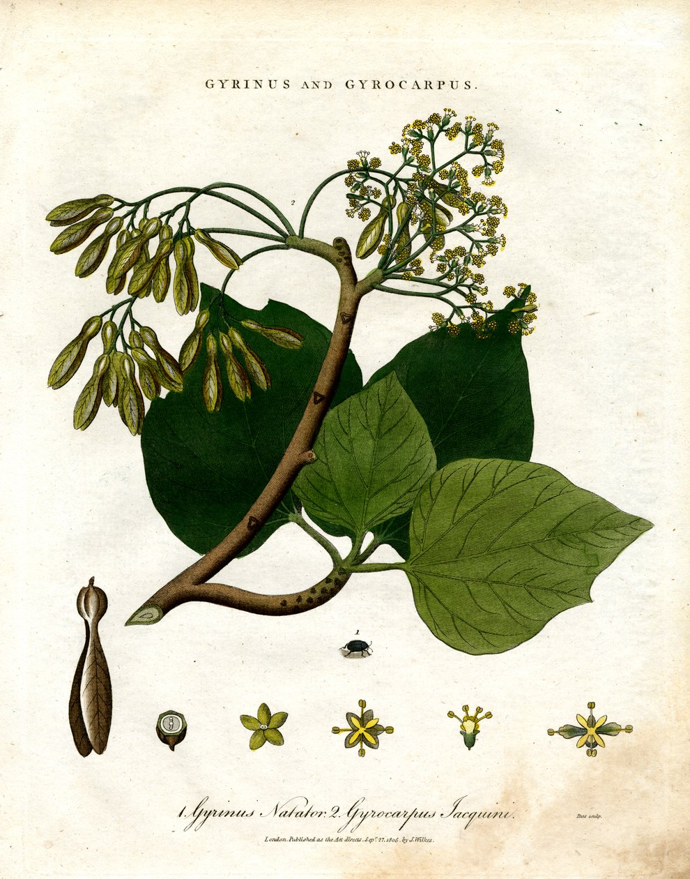 Gyrinus és Gyrocarpus alkotó: John Pass