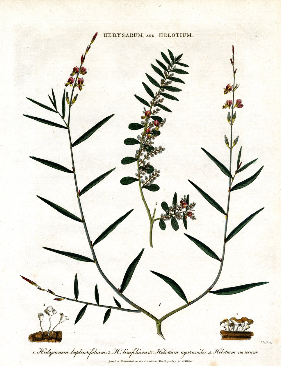 Hedysarum és Helotium alkotó: John Pass