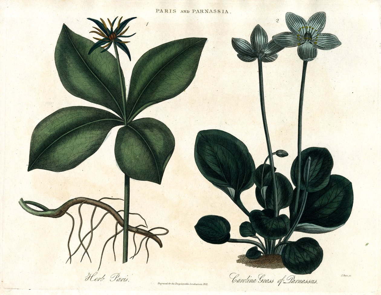 Herb Paris és a Parnassus fűszernövénye alkotó: John Pass