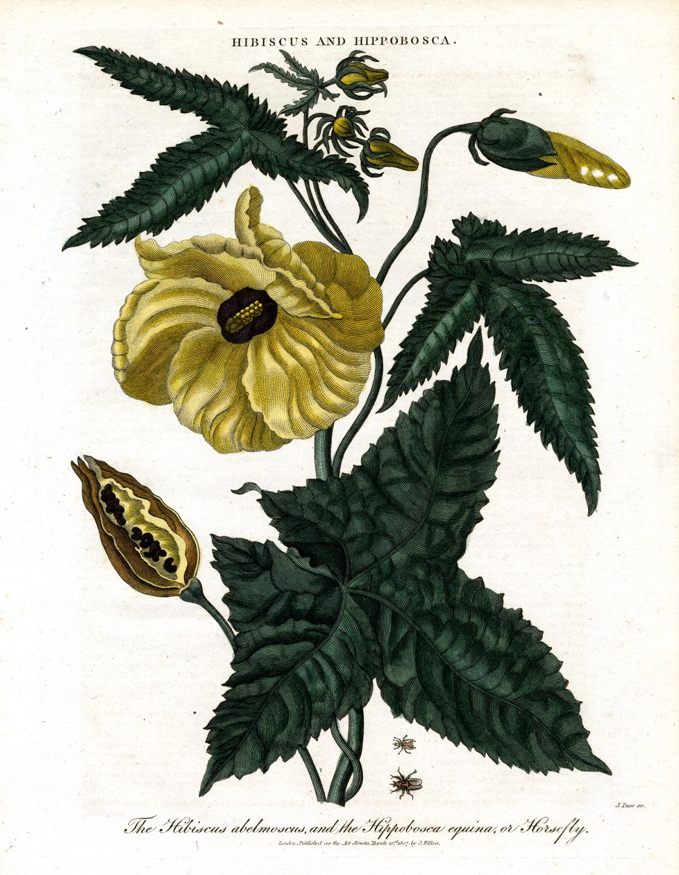 Hibiszkusz és Hippobosca alkotó: John Pass