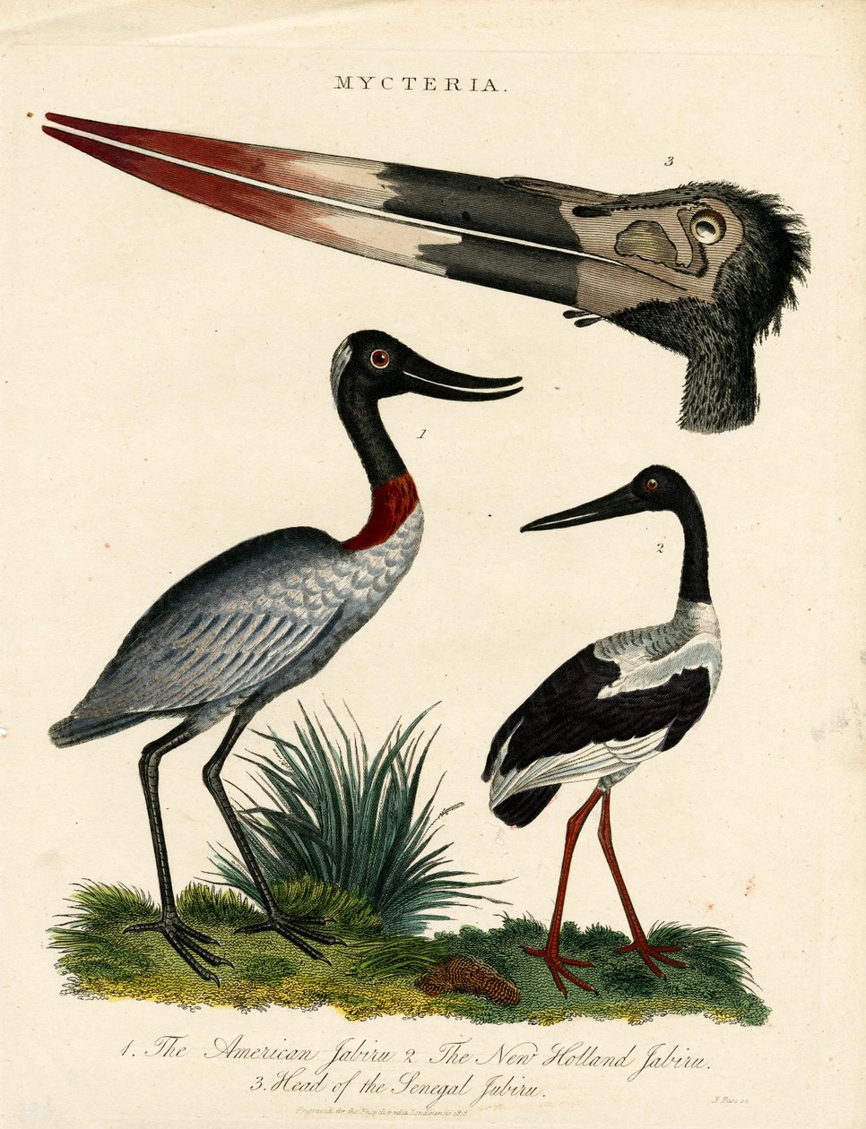 Jabiru fajok (Mycteria) anatómiai részletekkel alkotó: John Pass