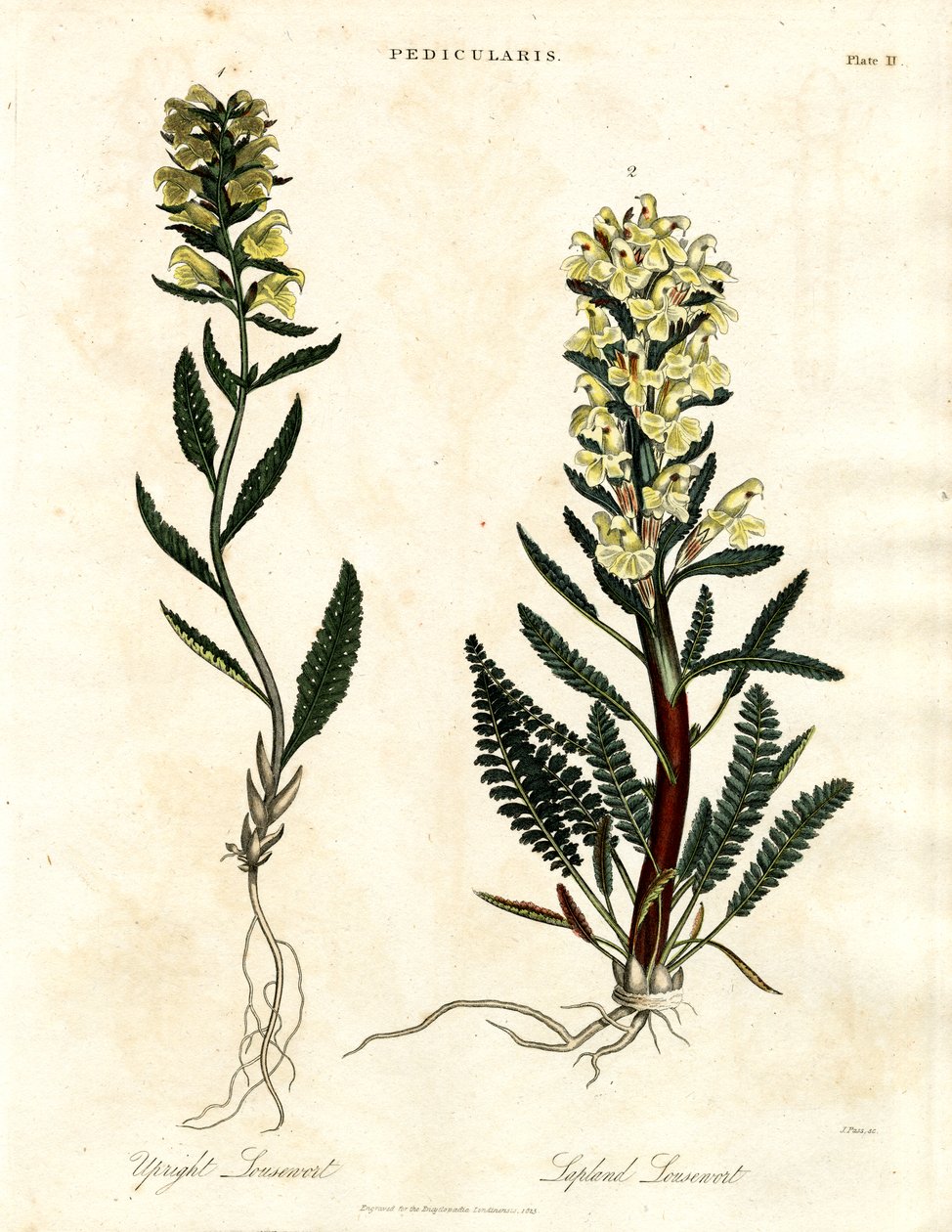 Lousewort fajok alkotó: John Pass