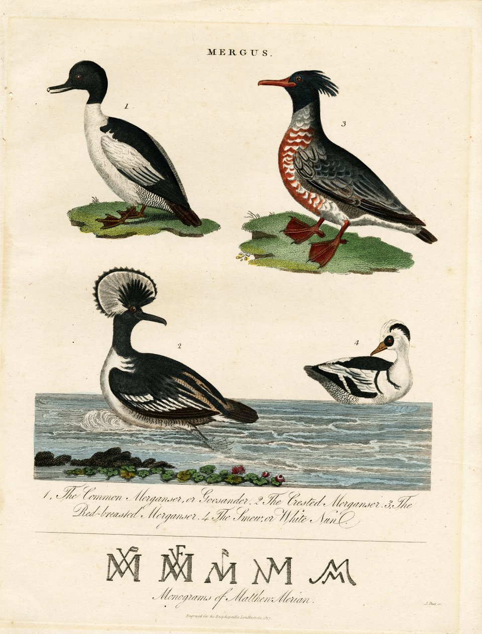 Mergansers (Mergus) alkotó: John Pass