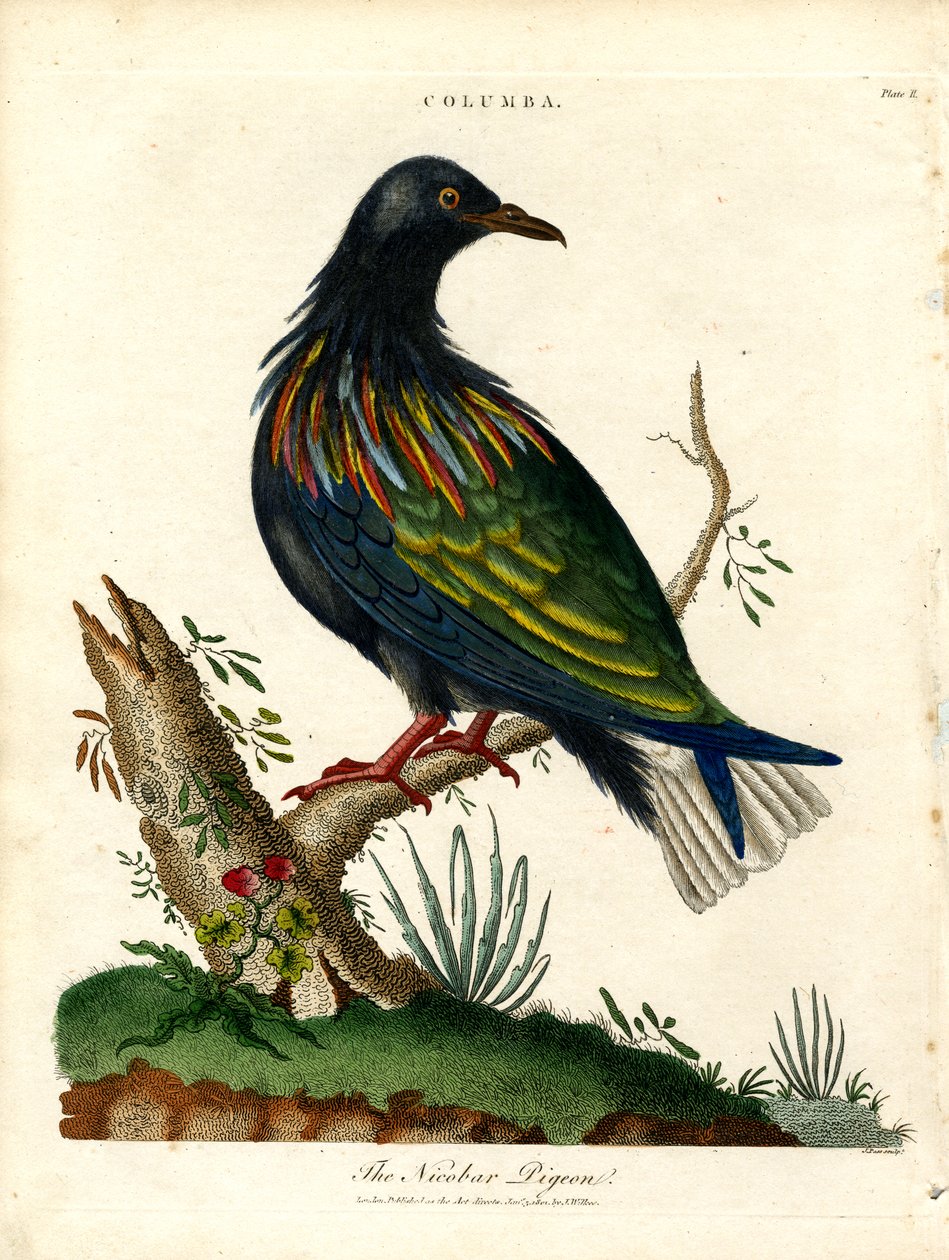 Nikobár galamb (Columba) alkotó: John Pass