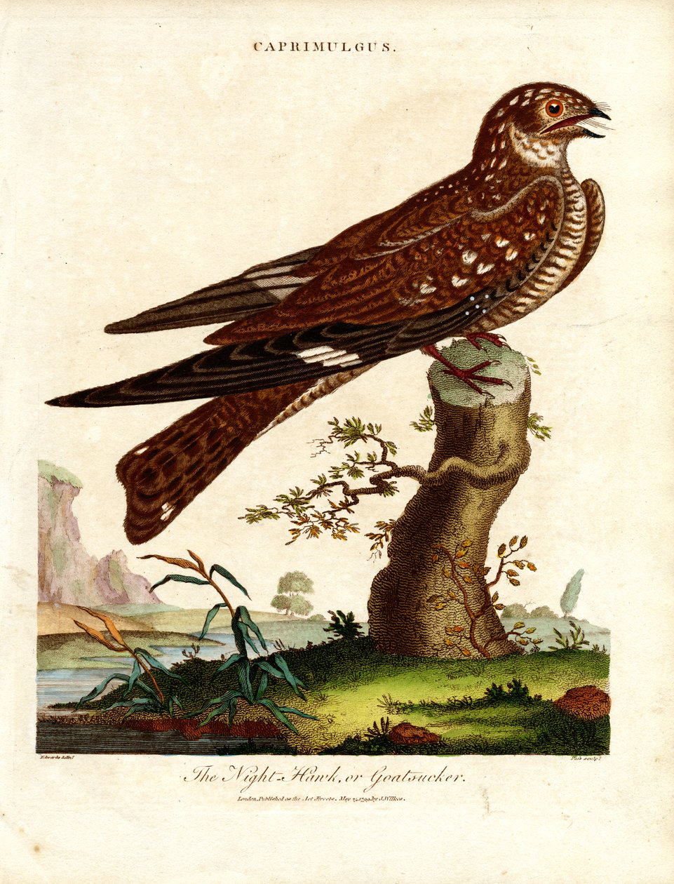 Éjjeli csóka (Caprimulgus) alkotó: John Pass