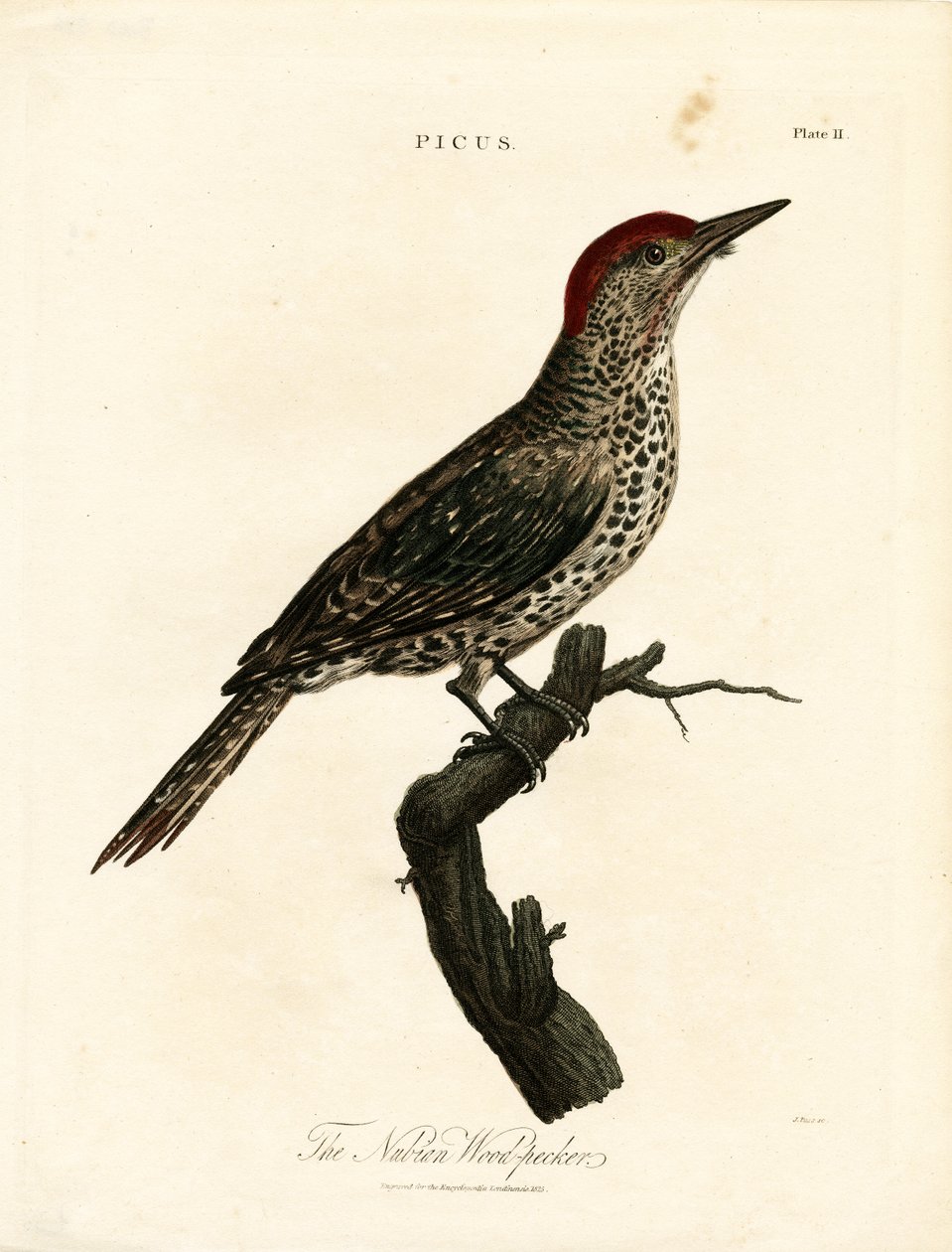 Núbiai harkály (Picus) alkotó: John Pass