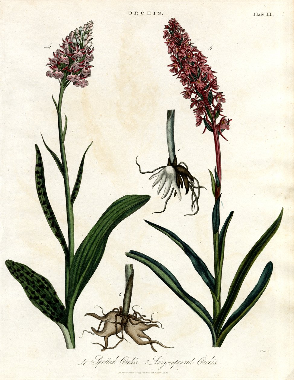 Orchideák: Orchidea: Foltos és hosszú sarkantyús orchidea alkotó: John Pass