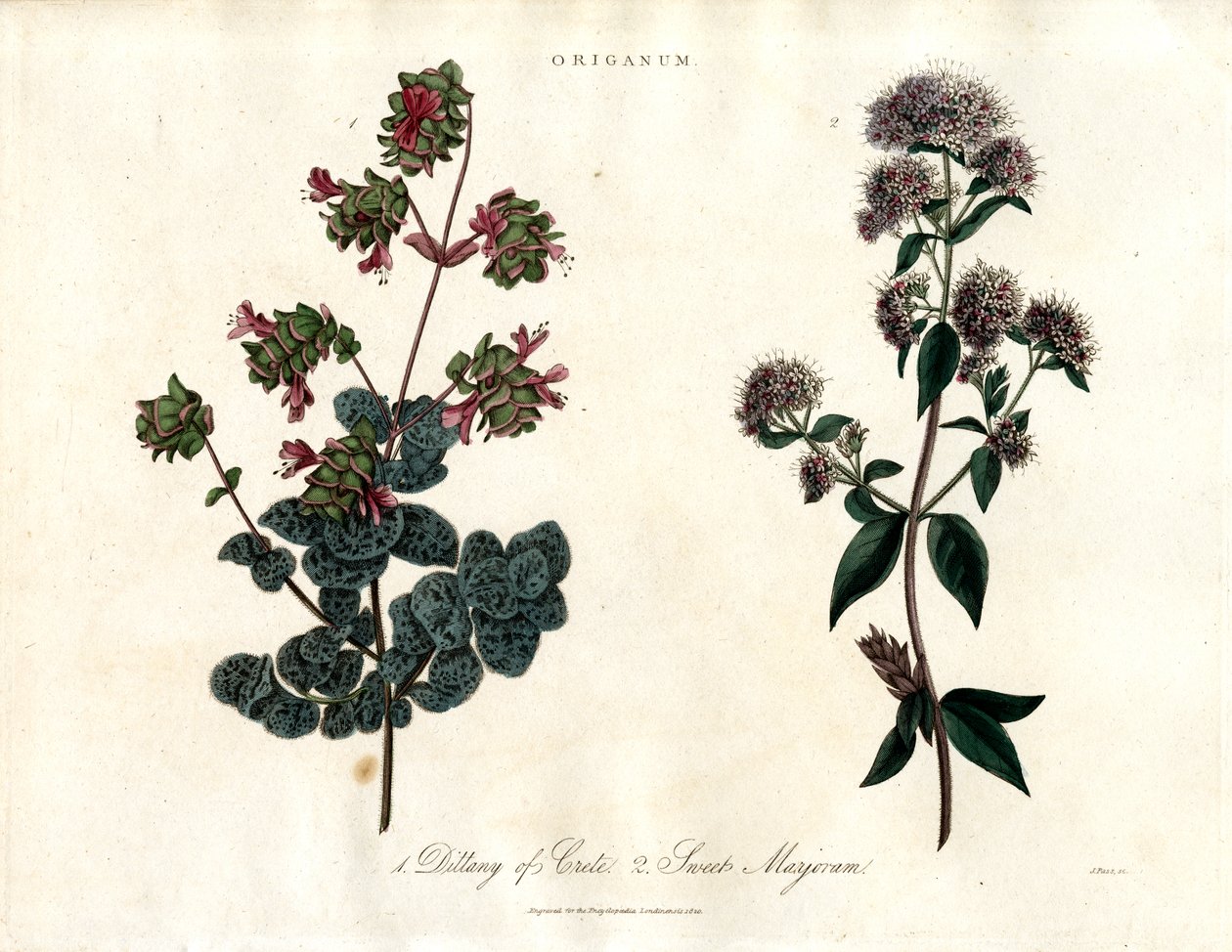 Origanum fajok: Dittany of Crete és édes majoránna alkotó: John Pass