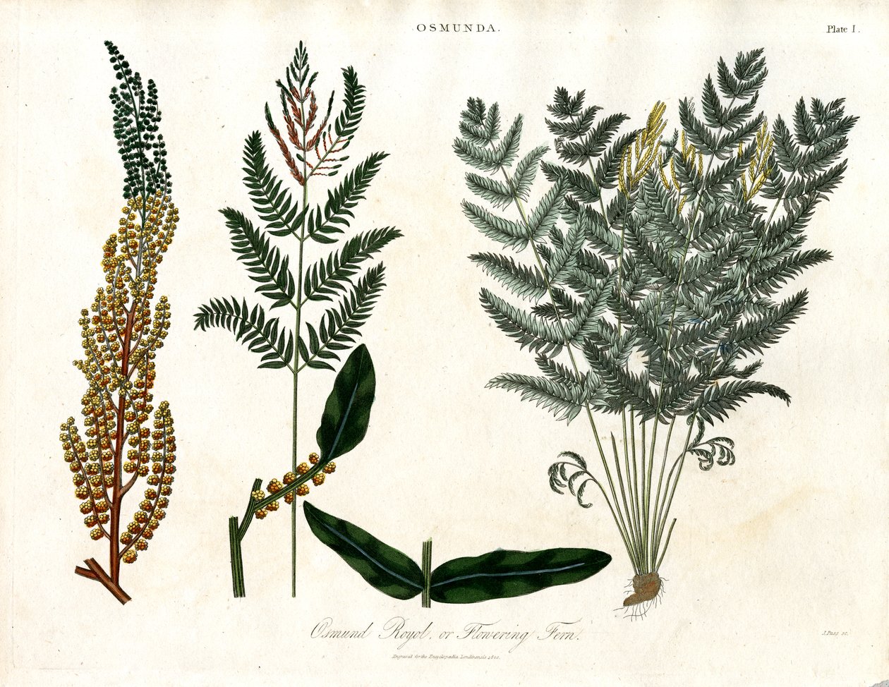 Osmunda alkotó: John Pass