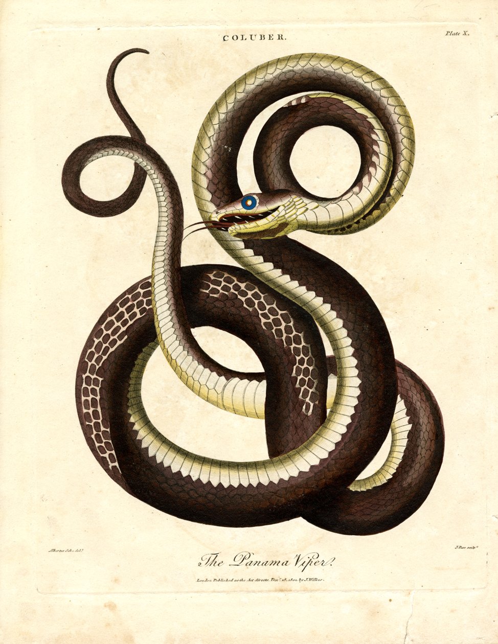 Panamai vipera (Coluber) alkotó: John Pass