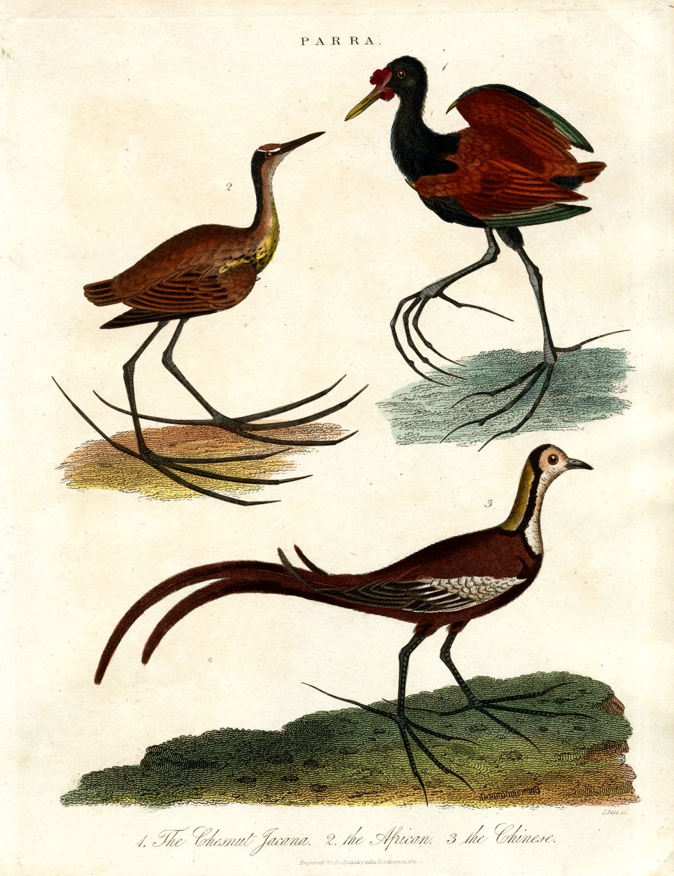 Parra fajok (Jacanas) alkotó: John Pass