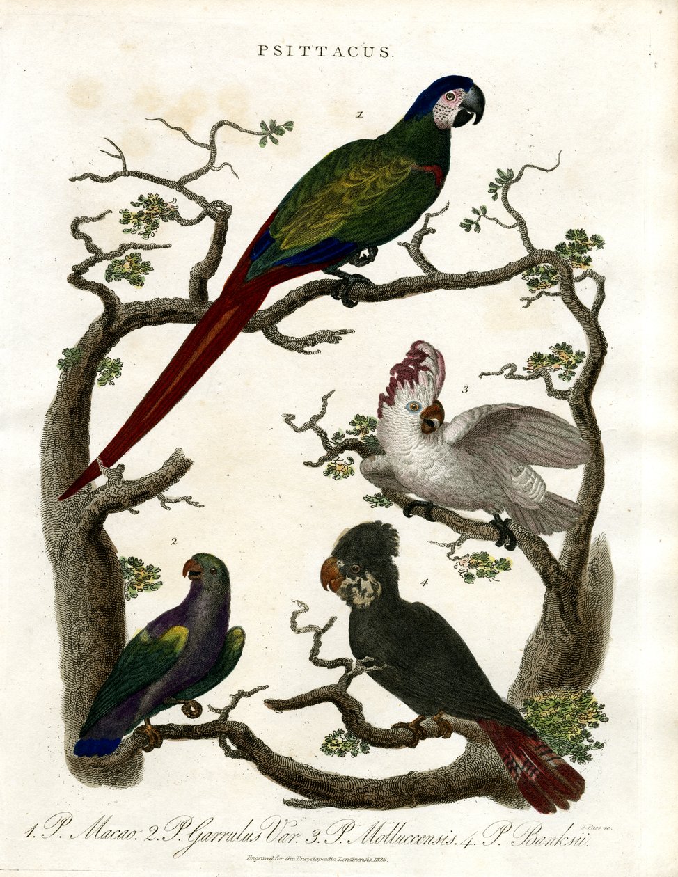 Papagájok (Psittacus) alkotó: John Pass