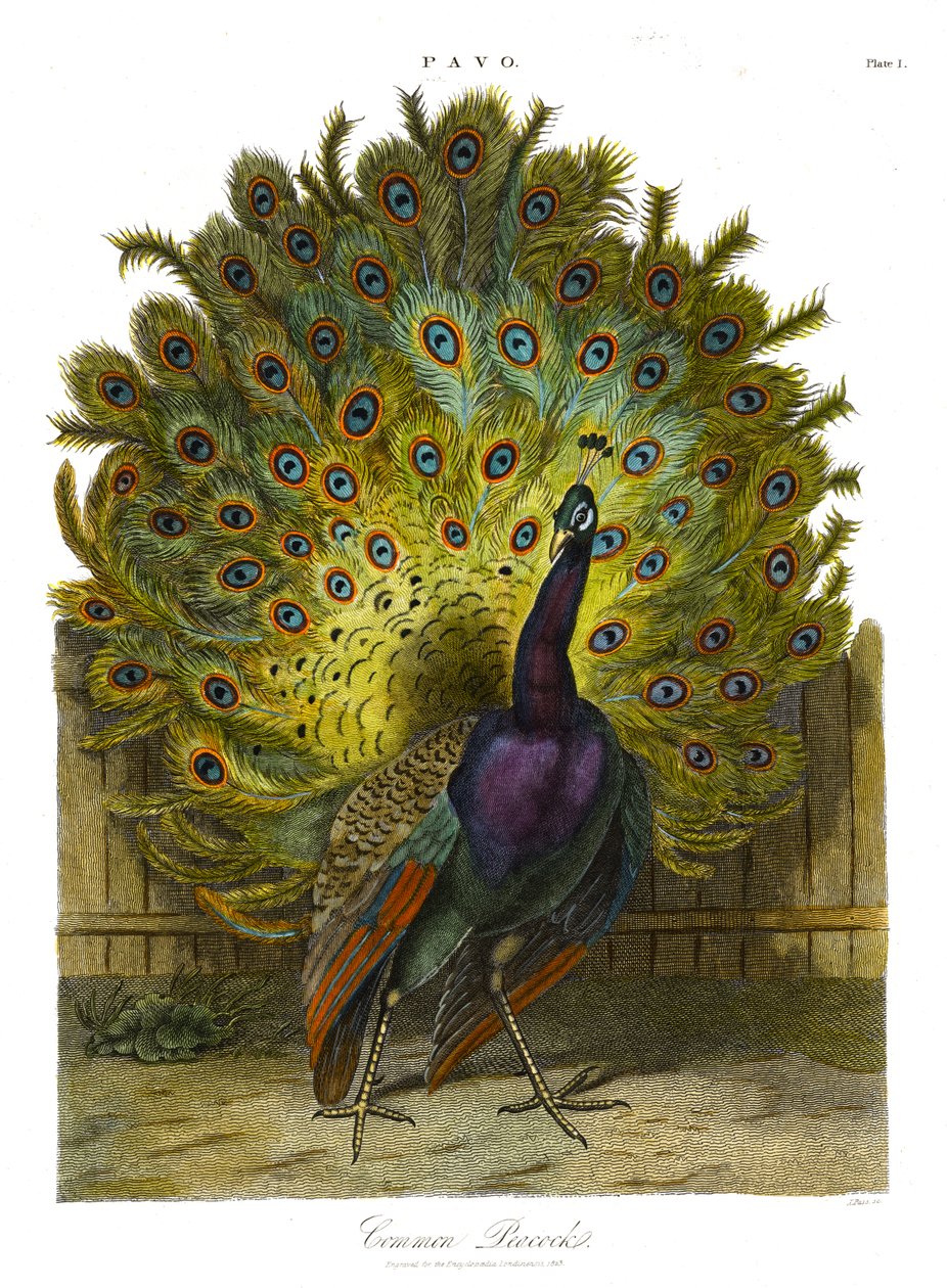 Pavo: közönséges páva alkotó: John Pass