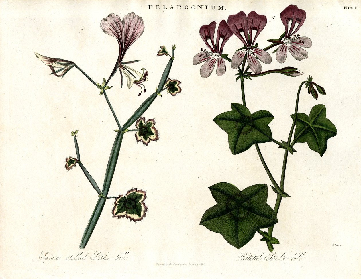 Pelargonium fajok (Gólyacsőr) alkotó: John Pass