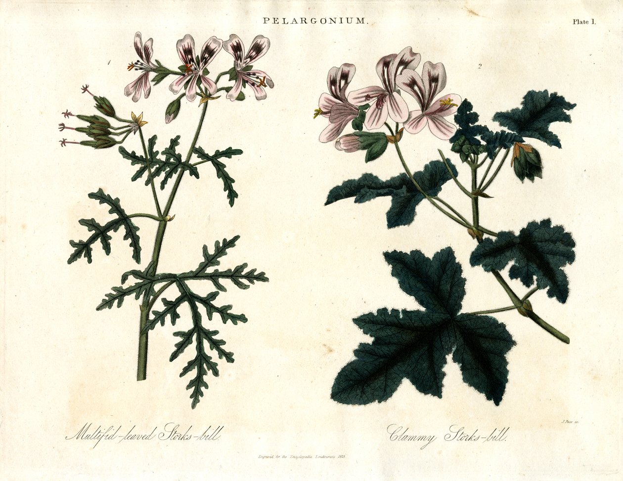 Pelargonium fajok: Gólyacsőrű: Többlevelű gólyacsőr és Nyirkos gólyacsőrű alkotó: John Pass