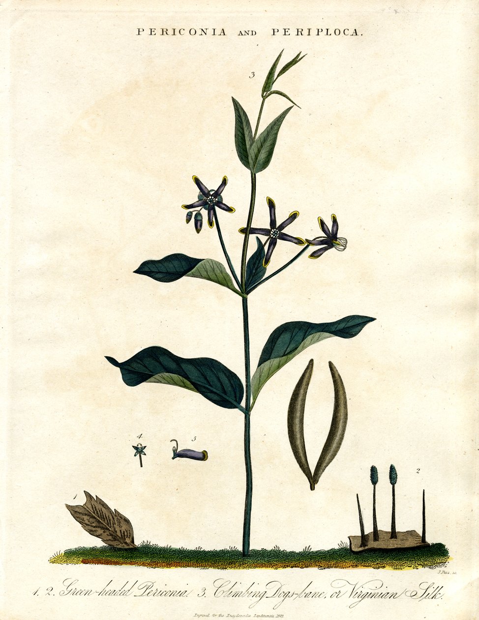 Periconia és Periploca alkotó: John Pass