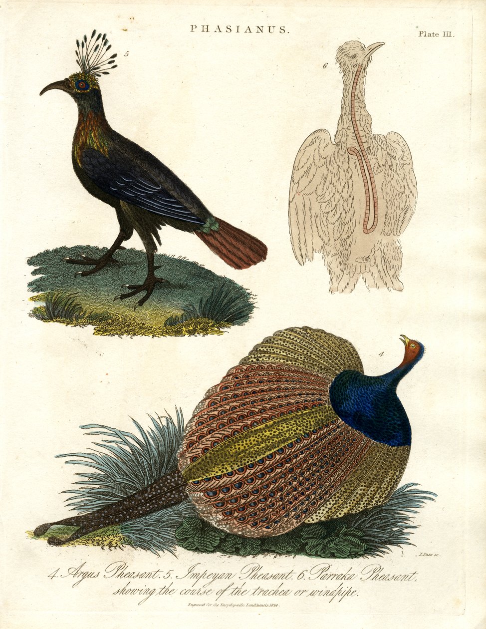 Phasianus (Fácánfaj) alkotó: John Pass