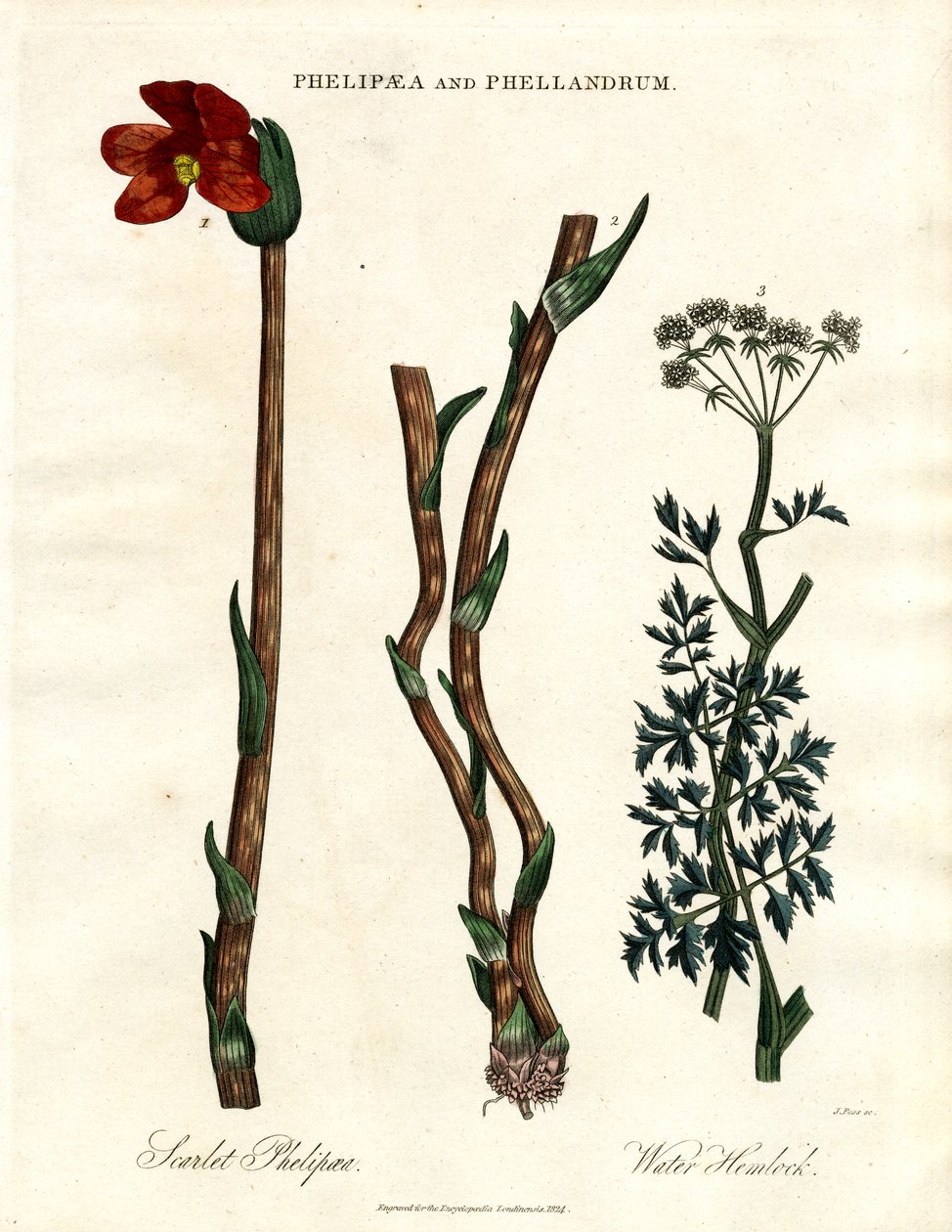 Phelipaea és Phellandrum alkotó: John Pass