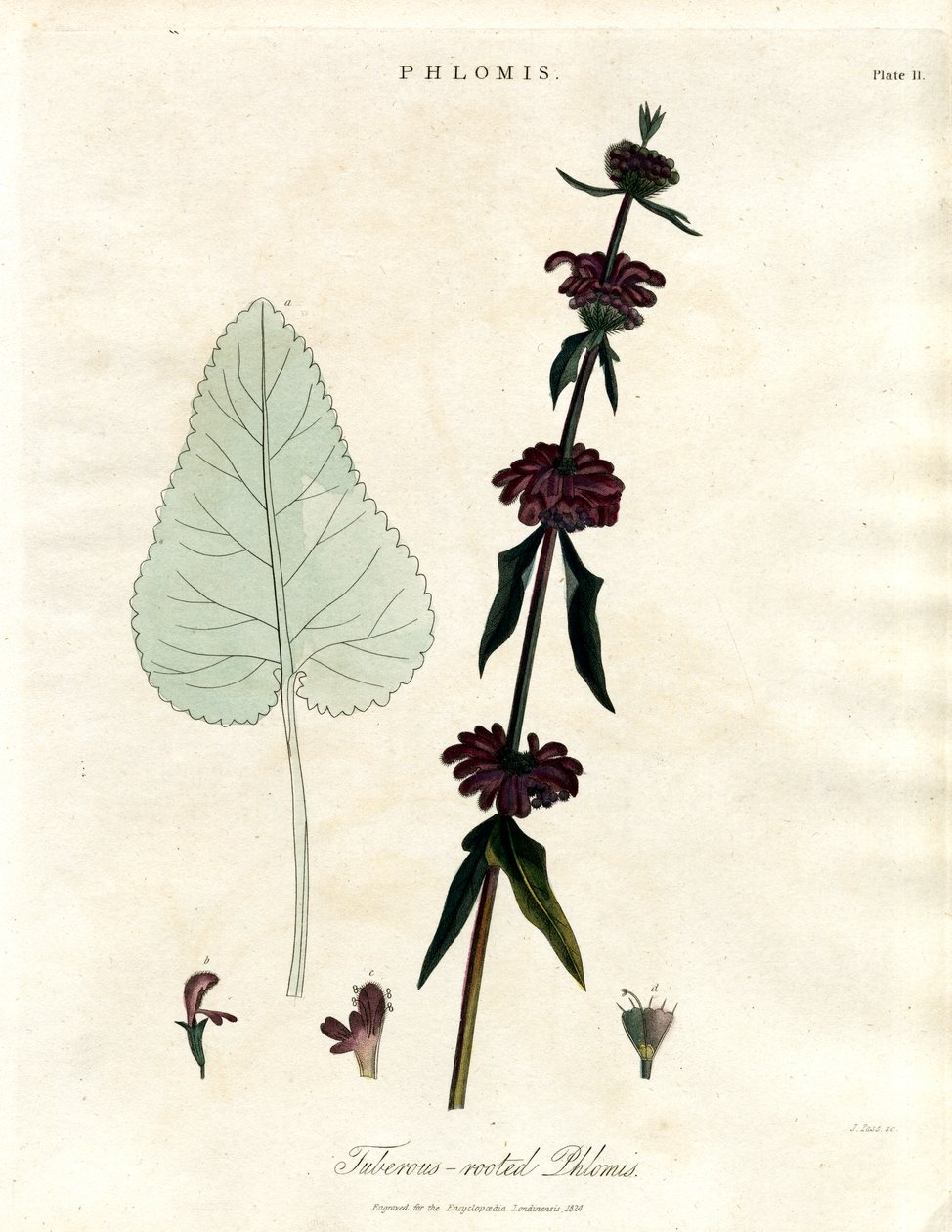 Phlomis: gumós gyökerű jeruzsálemi zsálya alkotó: John Pass