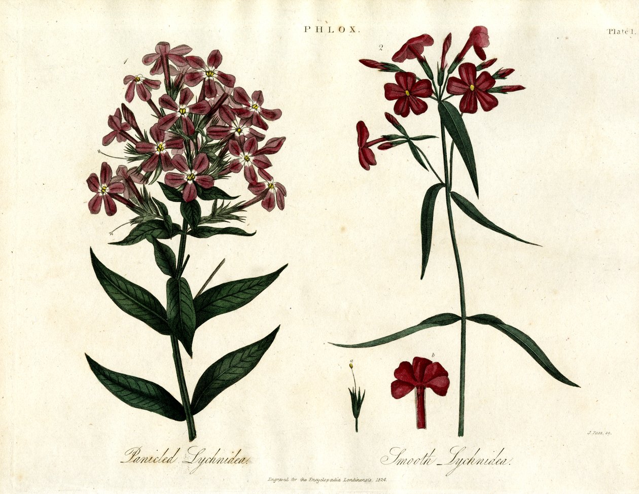 Phlox fajok alkotó: John Pass