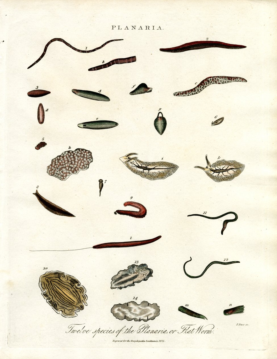 Planaria - A laposférgek tizenkét faja alkotó: John Pass