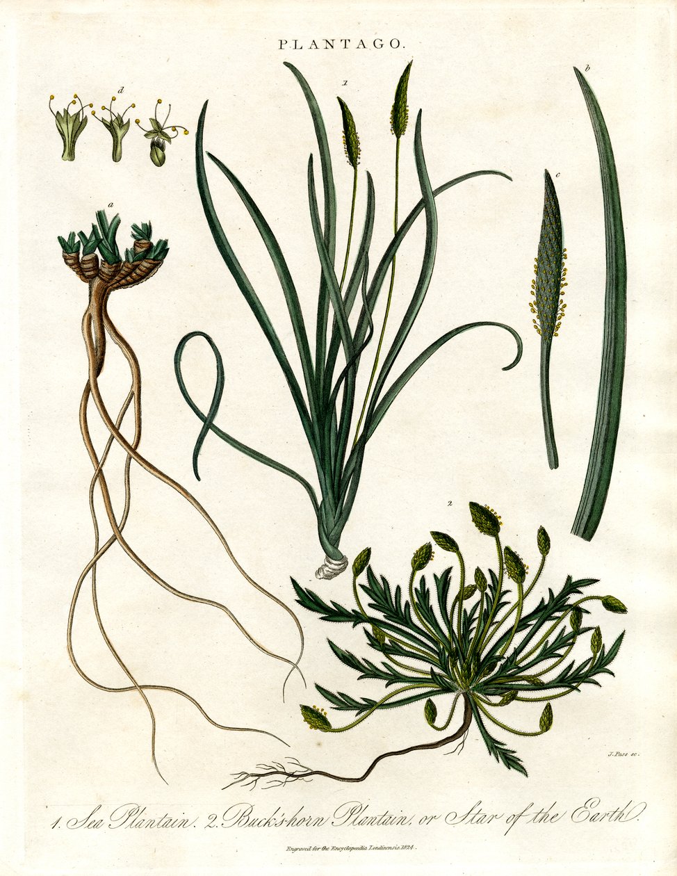 Plantago fajok alkotó: John Pass
