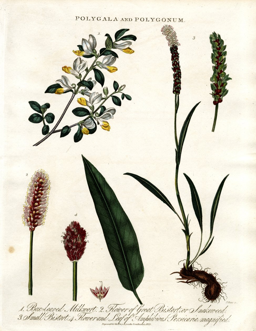 Polygala és Polygonum alkotó: John Pass