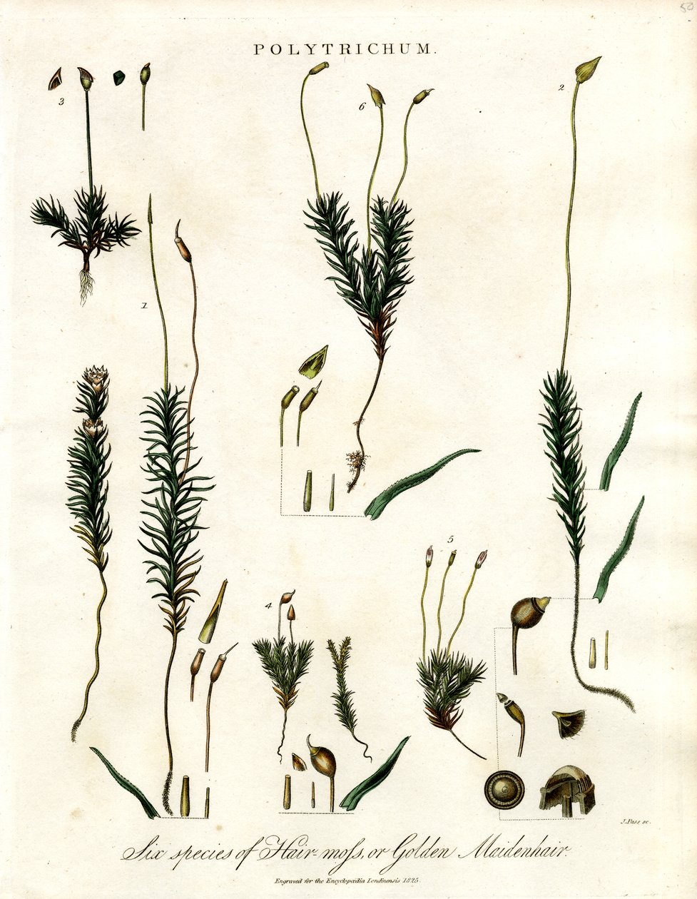 Polytrichum alkotó: John Pass