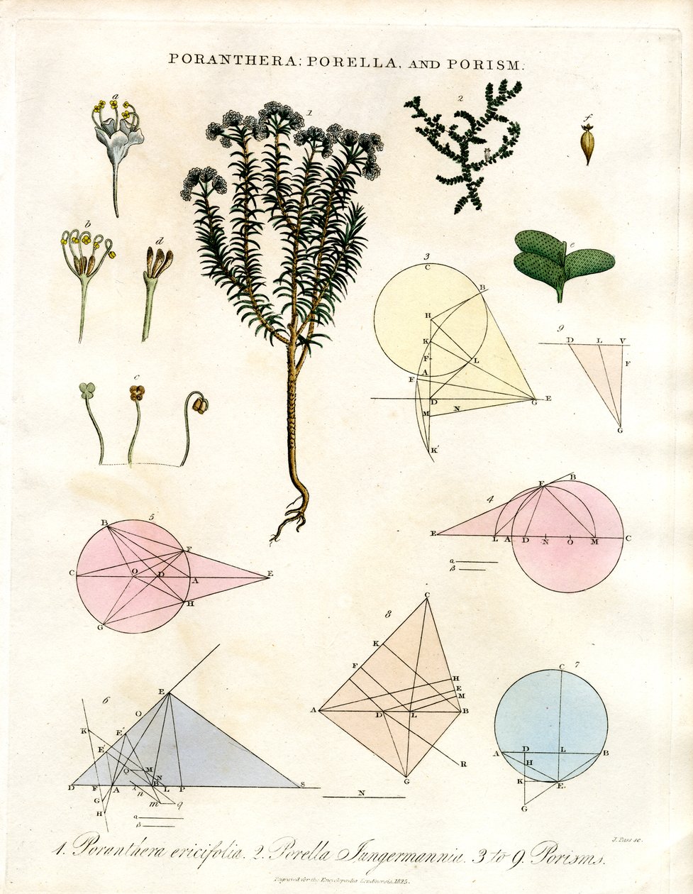 Poranthera;Porella és Porisms alkotó: John Pass