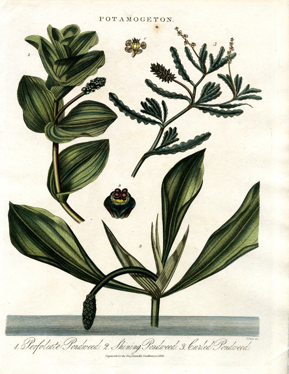 Potamogeton (Tófű fajok) alkotó: John Pass