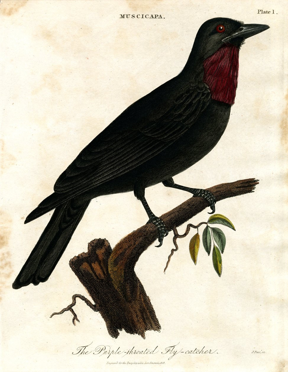 Bíbor-torkú légykapó (Muscicapa) alkotó: John Pass
