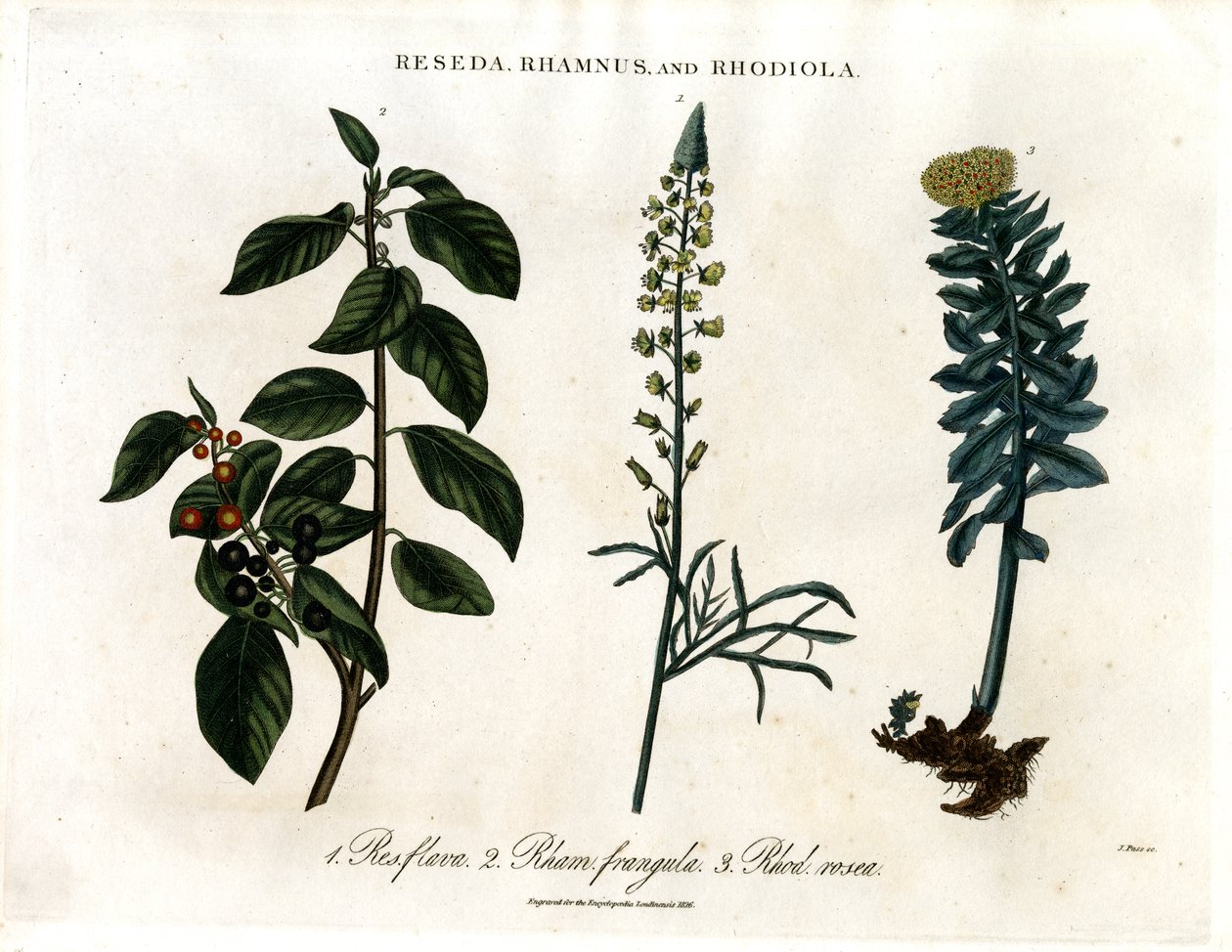 Reseda;Rhamnus és Rhodiola alkotó: John Pass