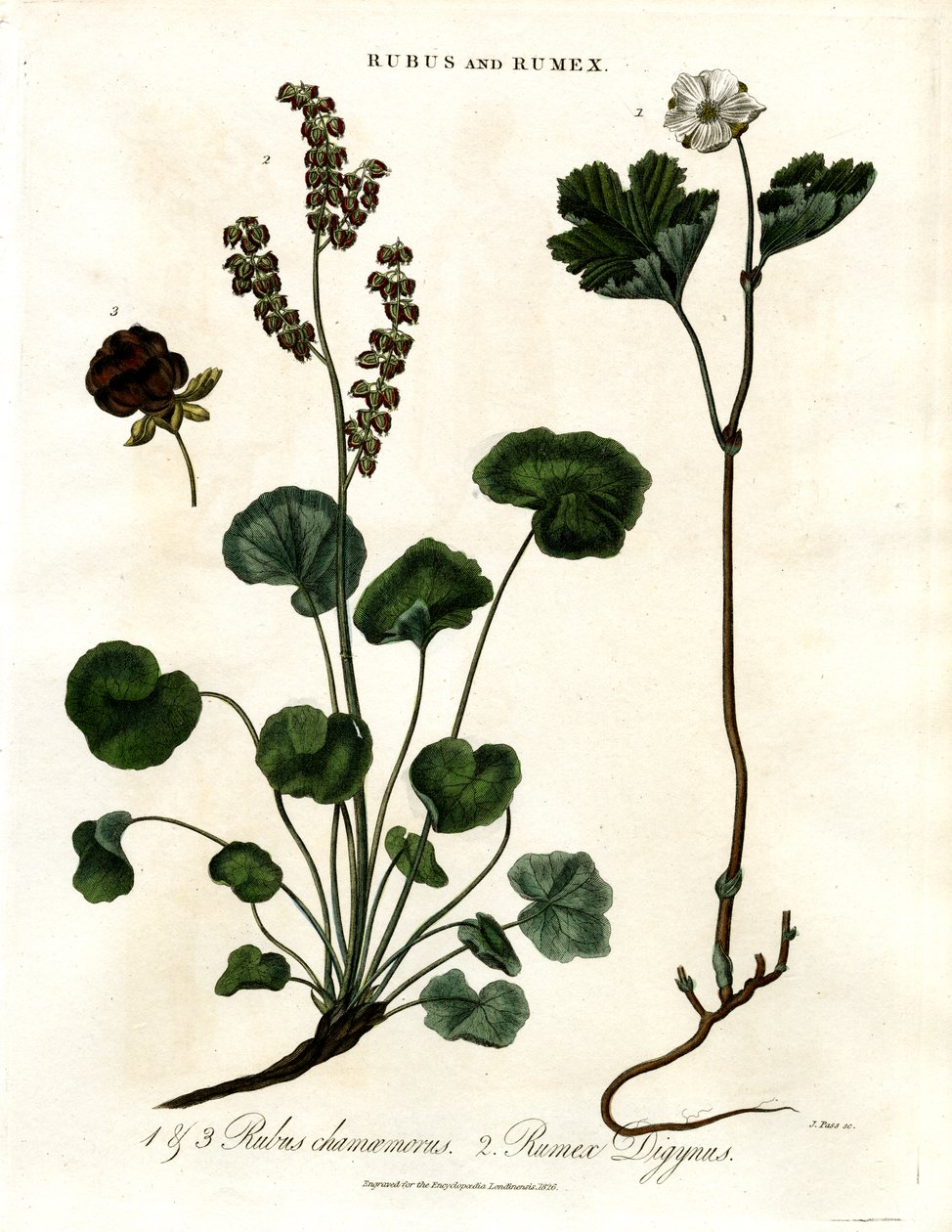 Rubus és Rumex: Felhőbogyó és hegyi sóska alkotó: John Pass