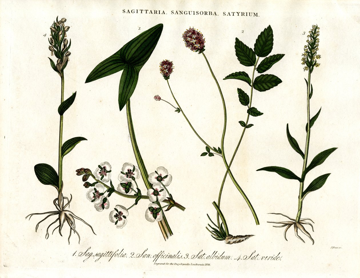 Sagittaria;Sanguisorba és Satyrium: Különböző növényfajok botanikai ábrázolása alkotó: John Pass