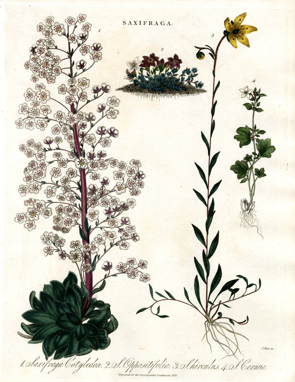 Saxifraga fajok alkotó: John Pass