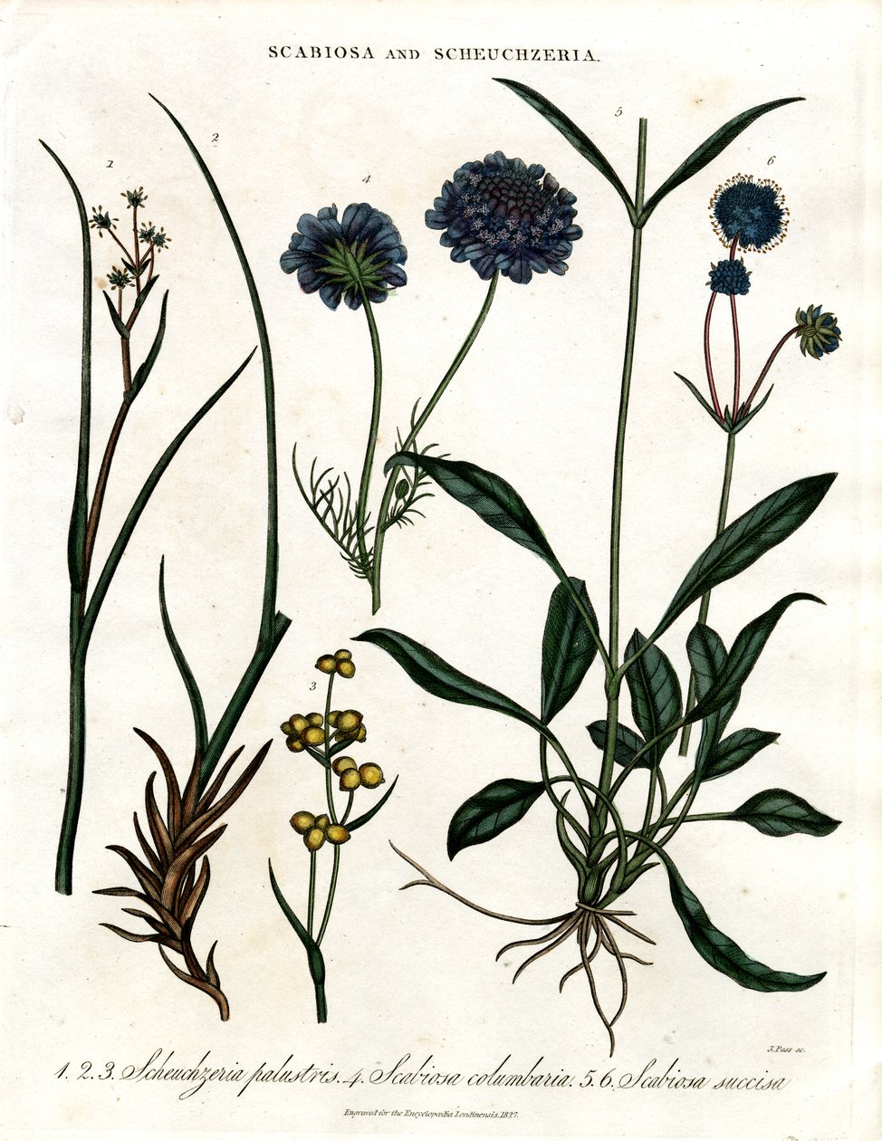 Scabiosa és Scheuchzeria alkotó: John Pass