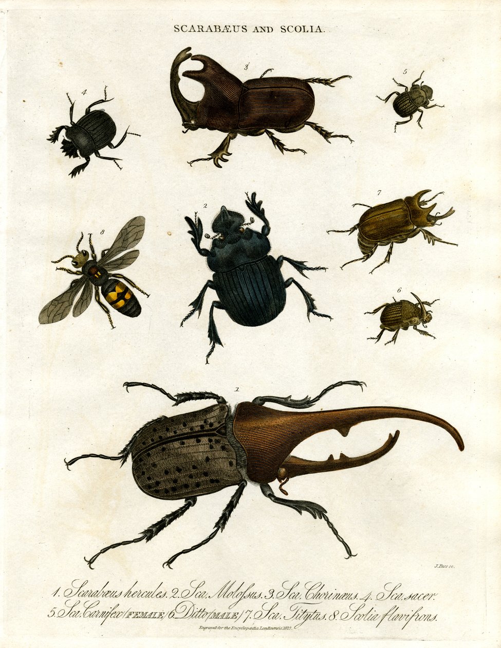 Scarabaeus és Scolia (bogarak és ásódarazsak) alkotó: John Pass