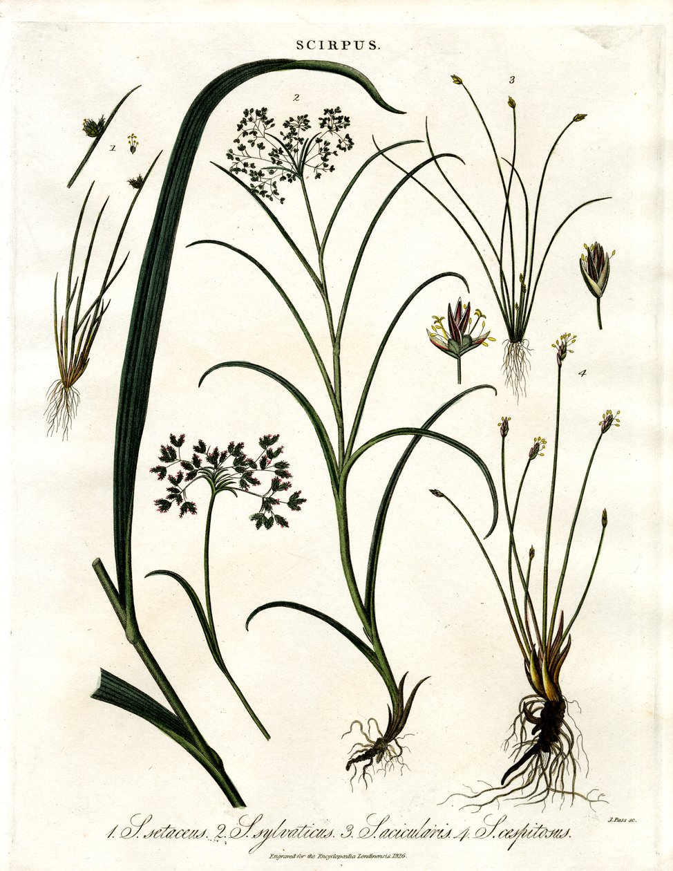 Scirpus fajok alkotó: John Pass