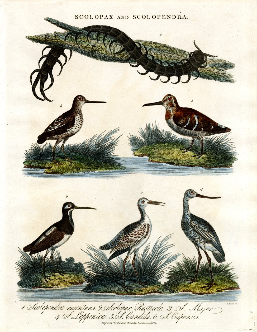 Scolopax és Scolopendra alkotó: John Pass