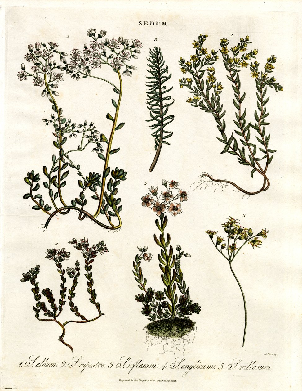 Sedum: Sedum: Különböző kőtörő fajok alkotó: John Pass