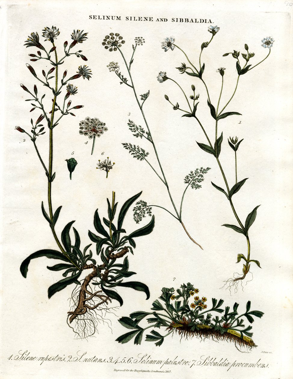 Selinum;Silene és Sibbaldia alkotó: John Pass