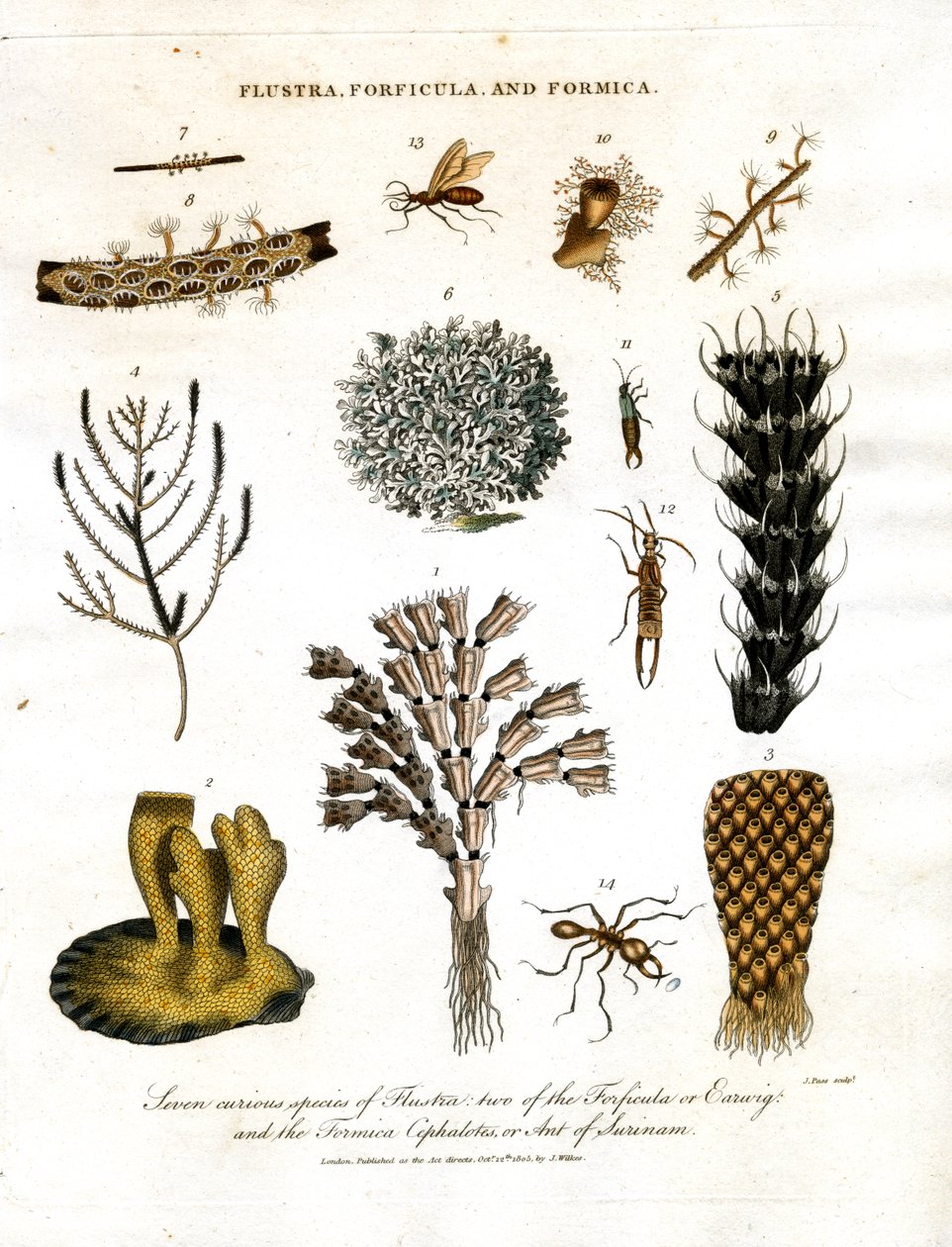 A Flustra hét különös faja;a Forficula vagy fülbemászó fajok közül kettő;és a Formica Cephalotes;vagy Surinam hangyája. alkotó: John Pass