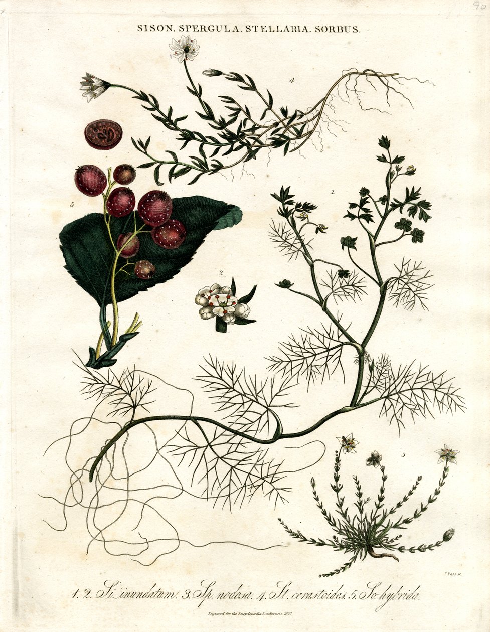 Sison;Spergula;Stellaria;Sorbus alkotó: John Pass