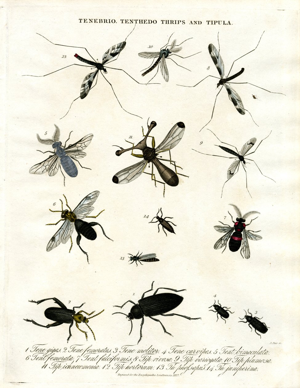 Tenebrio;Tenthedo;Thrips és Tipula - Rovarok sokfélesége alkotó: John Pass