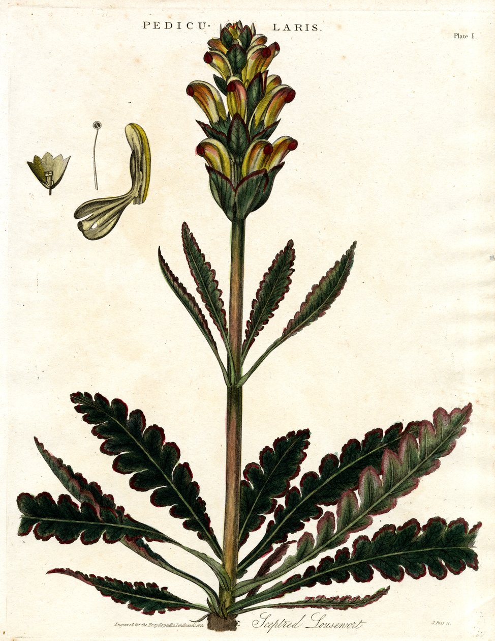 Teptured Lousewort (Pedicularis) alkotó: John Pass