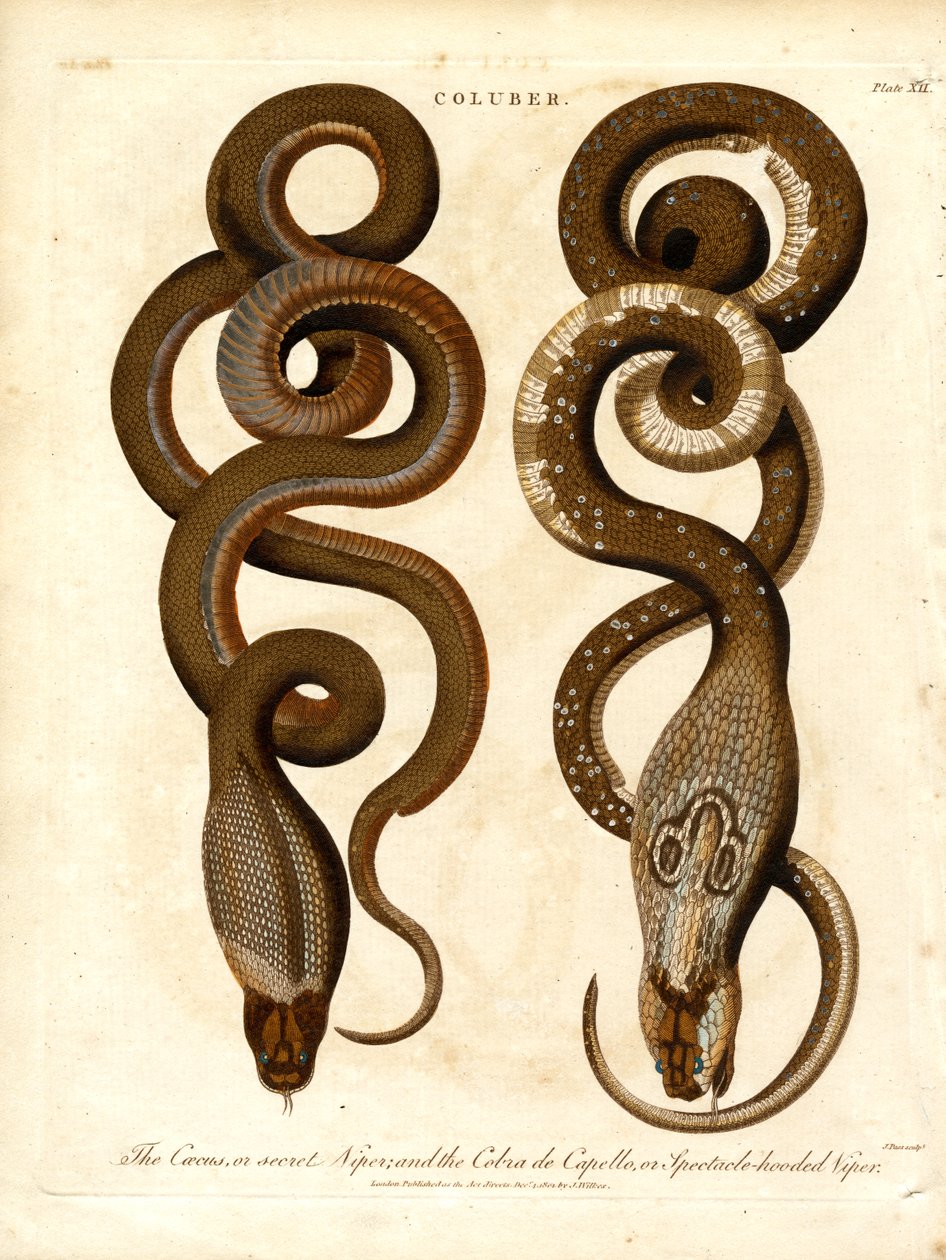 A Cæcus;vagy titkos vipera;és a Cobra de Capello;vagy szemüveges vipera. alkotó: John Pass