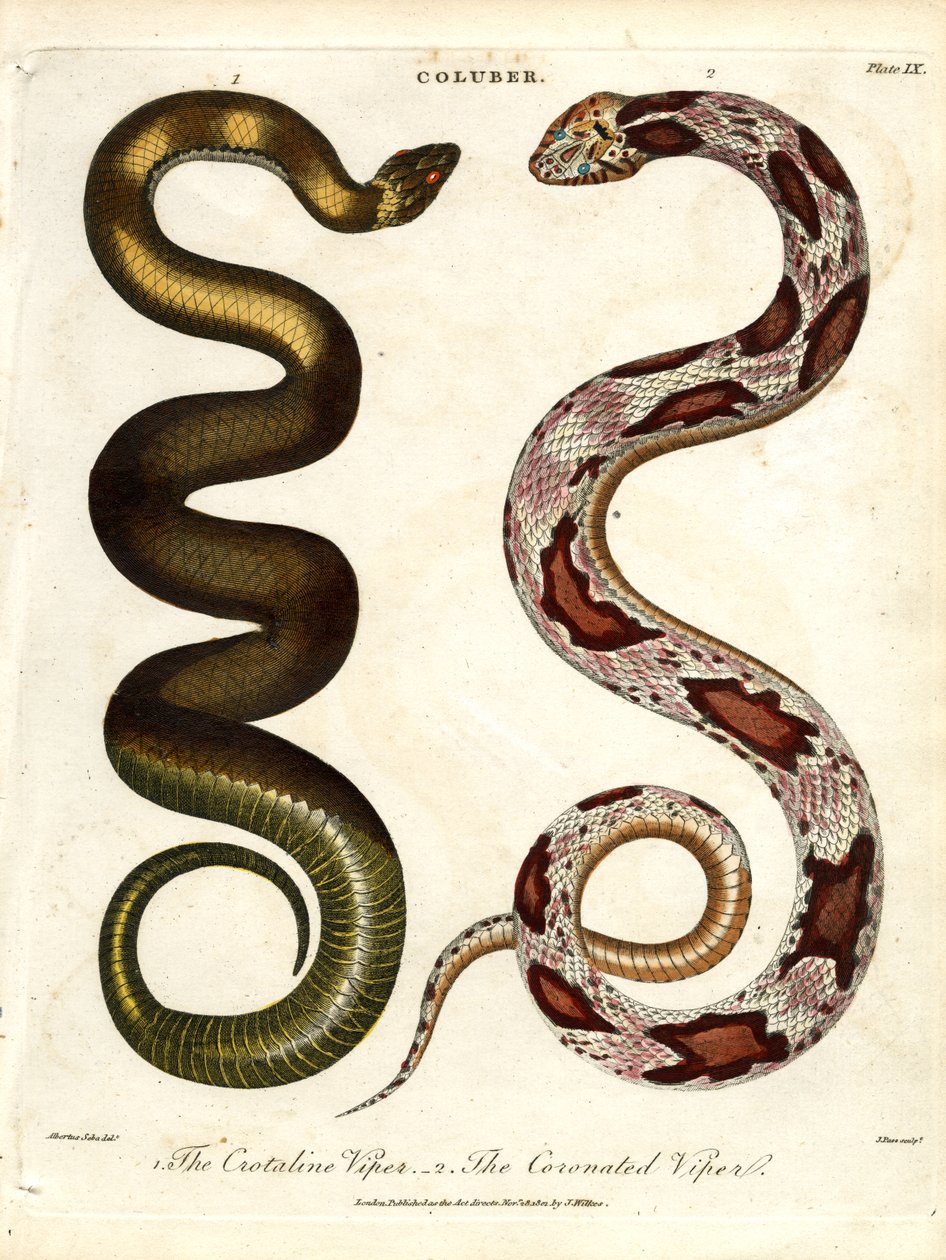A Crotaline Viper és a Koronázott Vipera alkotó: John Pass