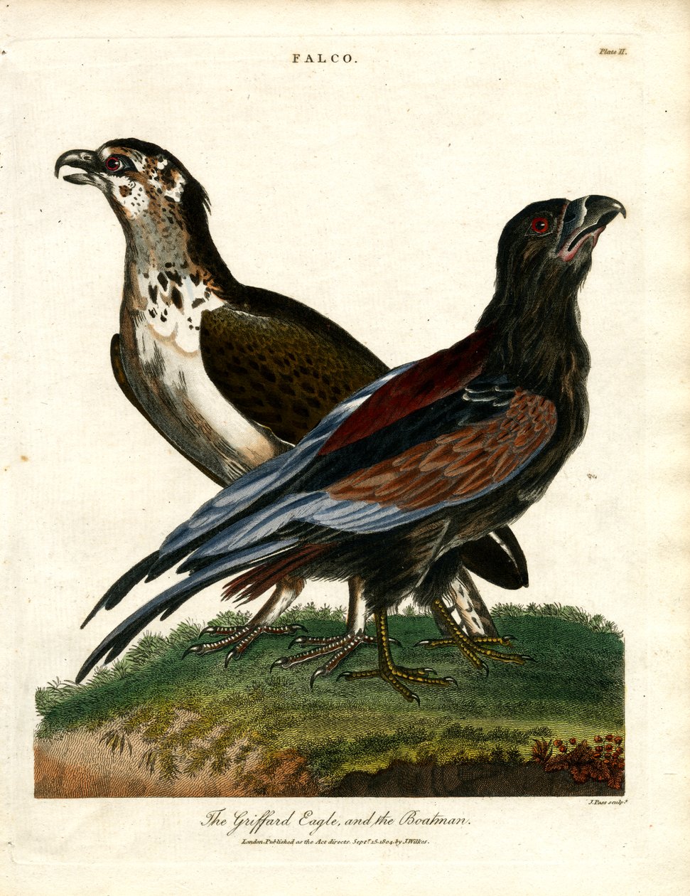 A Griffard sas és a csónakos alkotó: John Pass