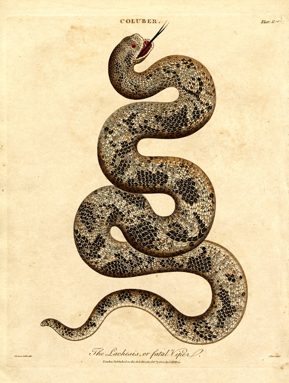 A Lachesis vagy Végzetes Vipera alkotó: John Pass